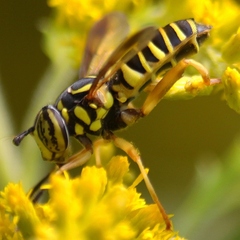Spilomyia longicornis