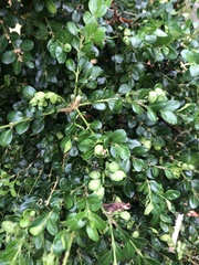 Buxus