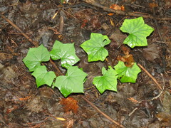 Menispermum canadense