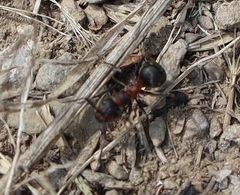 Formica rufa