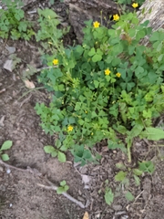 Oxalis dillenii