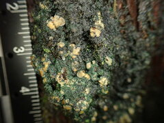 Protopannaria pezizoides