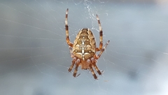 Araneus diadematus