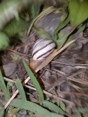 Caucasotachea vindobonensis