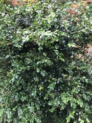 Buxus