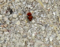 Dasymutilla californica