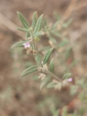 Micromeria graeca