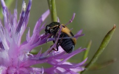 Cryptocephalus laetus