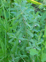 Teucrium scordium