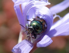 Cryptocephalus laetus