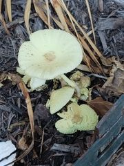 Leucocoprinus tricolor