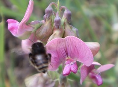 Bombus humilis