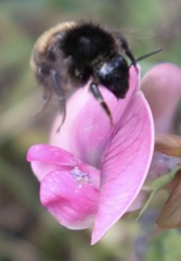 Bombus humilis