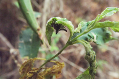 Micrathena plana