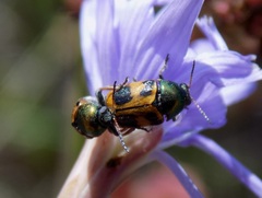Cryptocephalus laetus