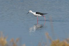 Himantopus himantopus