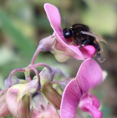 Bombus humilis