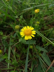 Pulicaria dysenterica