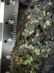 Protopannaria pezizoides