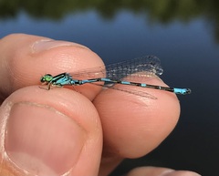 Coenagrion johanssoni