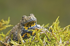 Bombina variegata