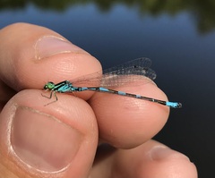 Coenagrion johanssoni