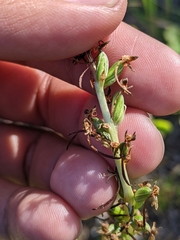 Platanthera elongata