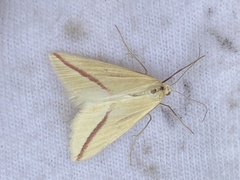 Rhodometra sacraria