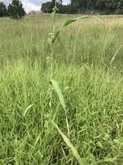 Sorghum halepense