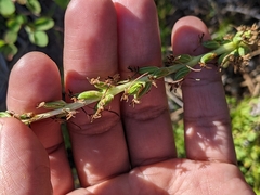 Platanthera elongata