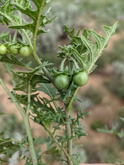 Solanum triflorum