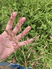 Sorghum halepense