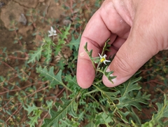 Solanum triflorum