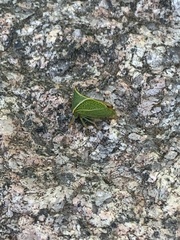 Stictocephala bisonia