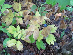 Caulophyllum thalictroides
