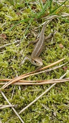 Lacerta agilis