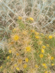 Carlina graeca