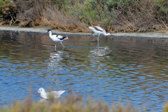 Recurvirostra avosetta