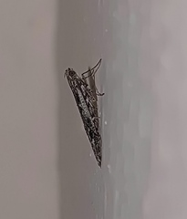 Batrachedra praeangusta