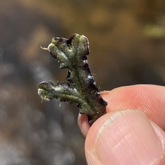 Marchantia polymorpha polymorpha