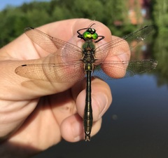 Cordulia aenea aenea