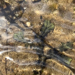 Marchantia polymorpha polymorpha