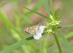 Taractrocera maevius