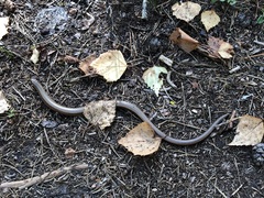 Anguis fragilis