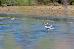 Recurvirostra avosetta