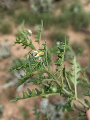 Solanum triflorum