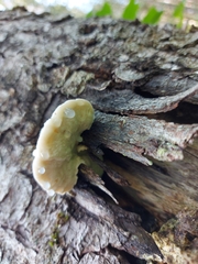 Fuscopostia fragilis