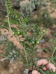 Solanum triflorum