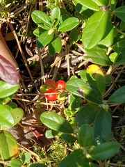 Vaccinium vitis-idaea