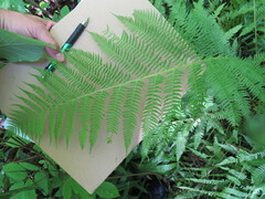 Athyrium